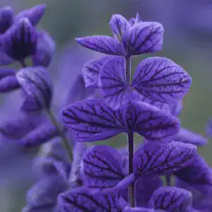 salvia horminum oxford blue