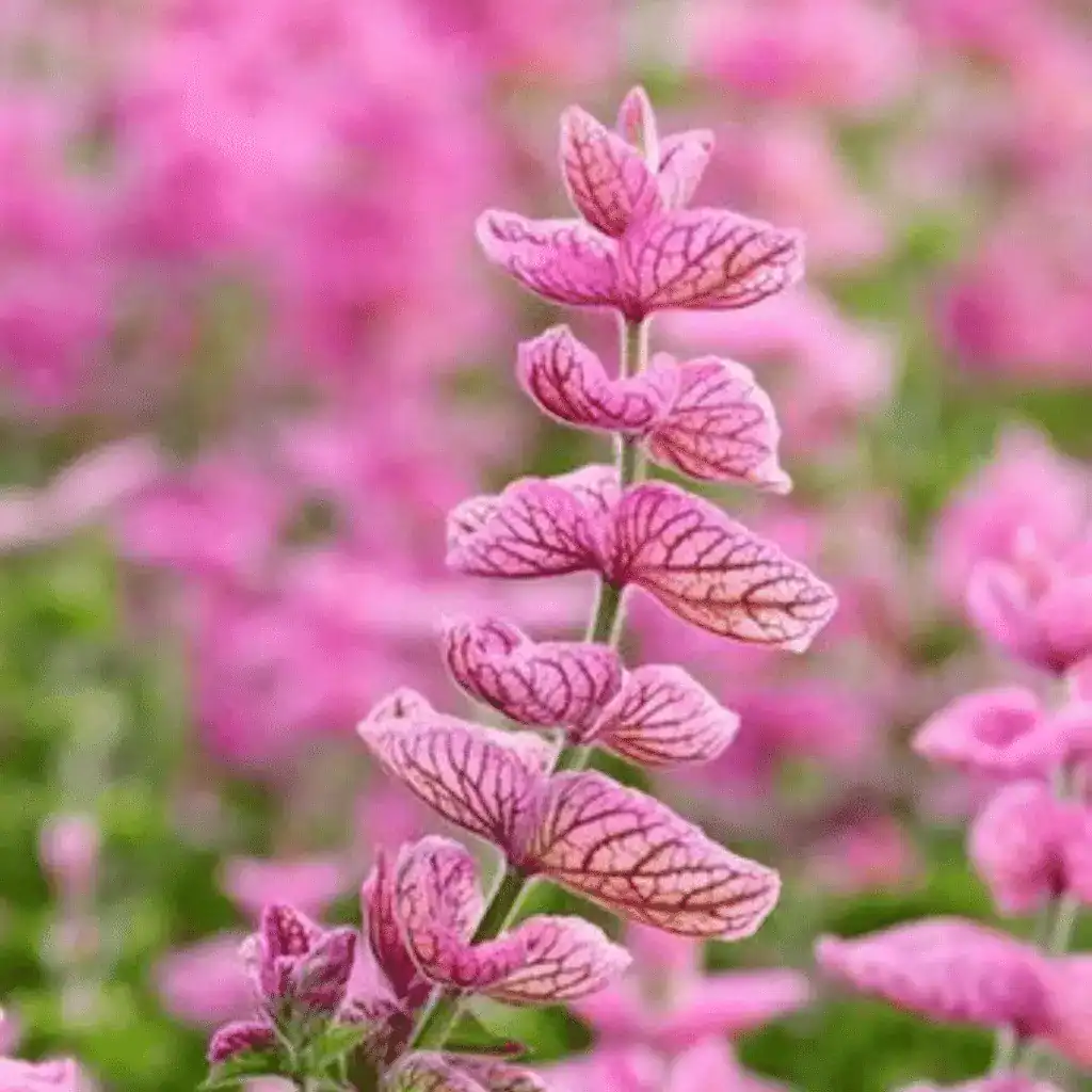 salvia horminum pink sunday