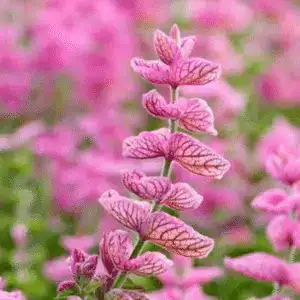 salvia horminum pink sunday