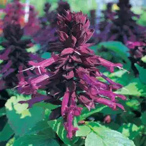 salvia splendens sizzler purple