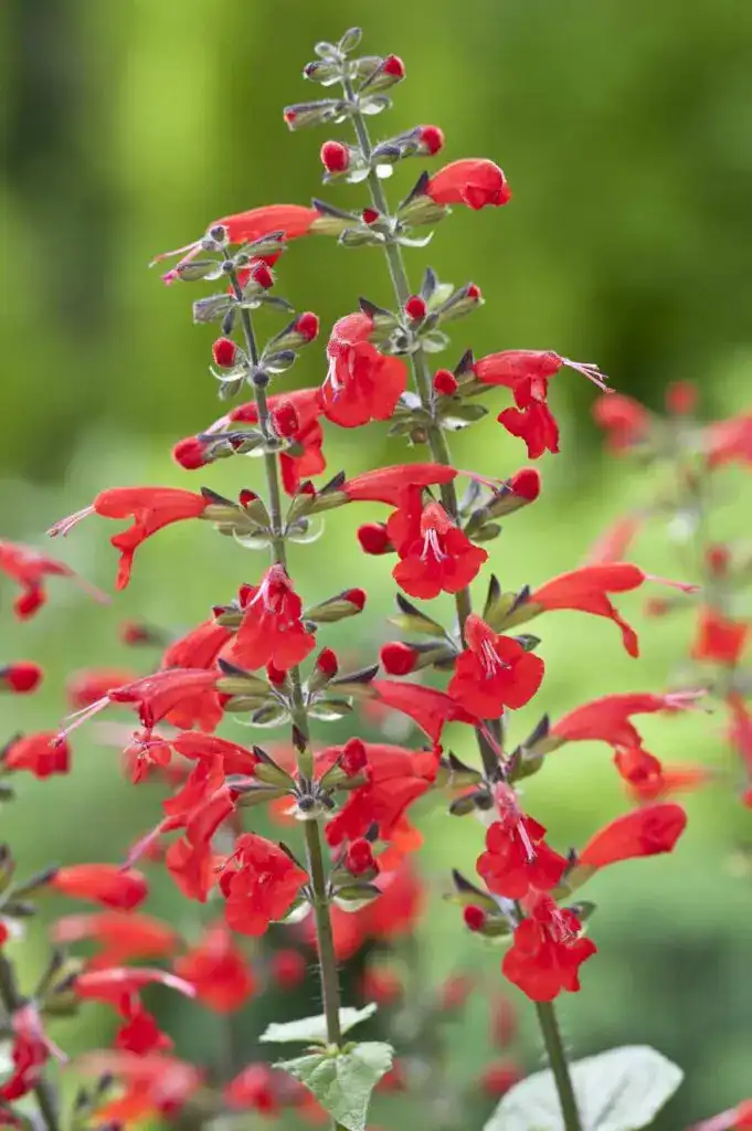 salvia cocc summer jewel red