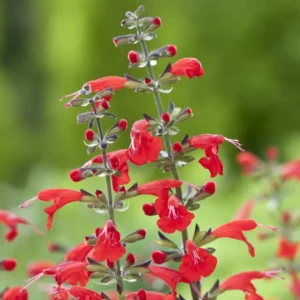 salvia cocc summer jewel red