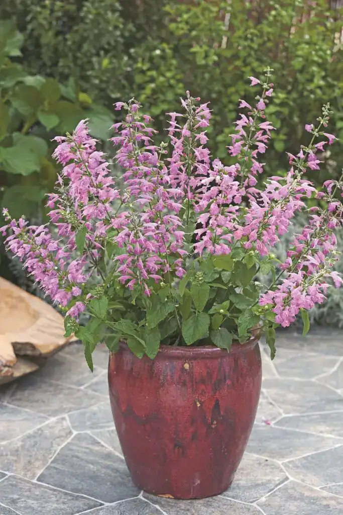 salvia coccinea summer jewel lavender