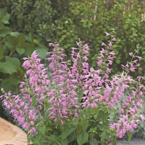 salvia coccinea summer jewel lavender