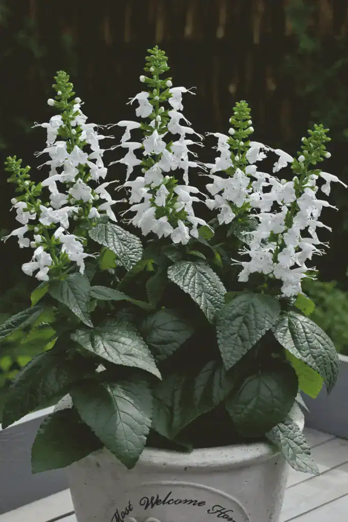 salvia coccinea summer jewel white a