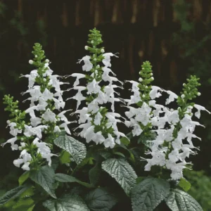 salvia coccinea summer jewel white a