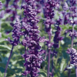 salvia farinacea evolution violet