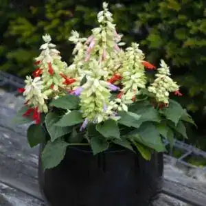 splendens flipside mix