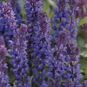 salvia nemorosa NEW DIMENSION BLUE