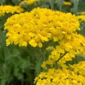 Achillea 'Desert Eve Yellow'