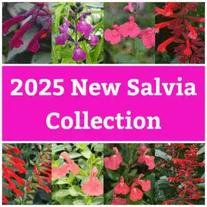 Colorful salvia flower collection display