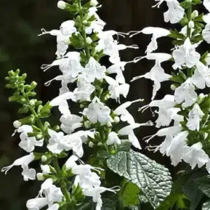salvia coccinea snow nymph