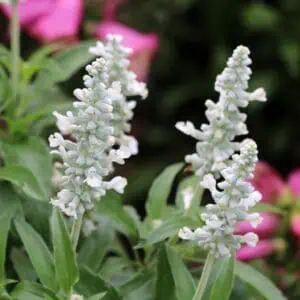 salvia farincea CIRRUS