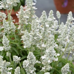 salvia farincea WHITE 2