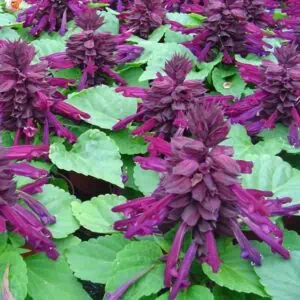 salvia sancho PURPLE