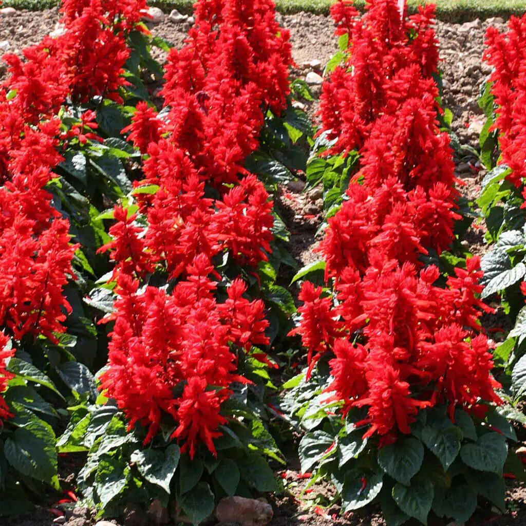 salvia sancho RED