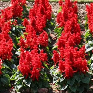 salvia sancho RED