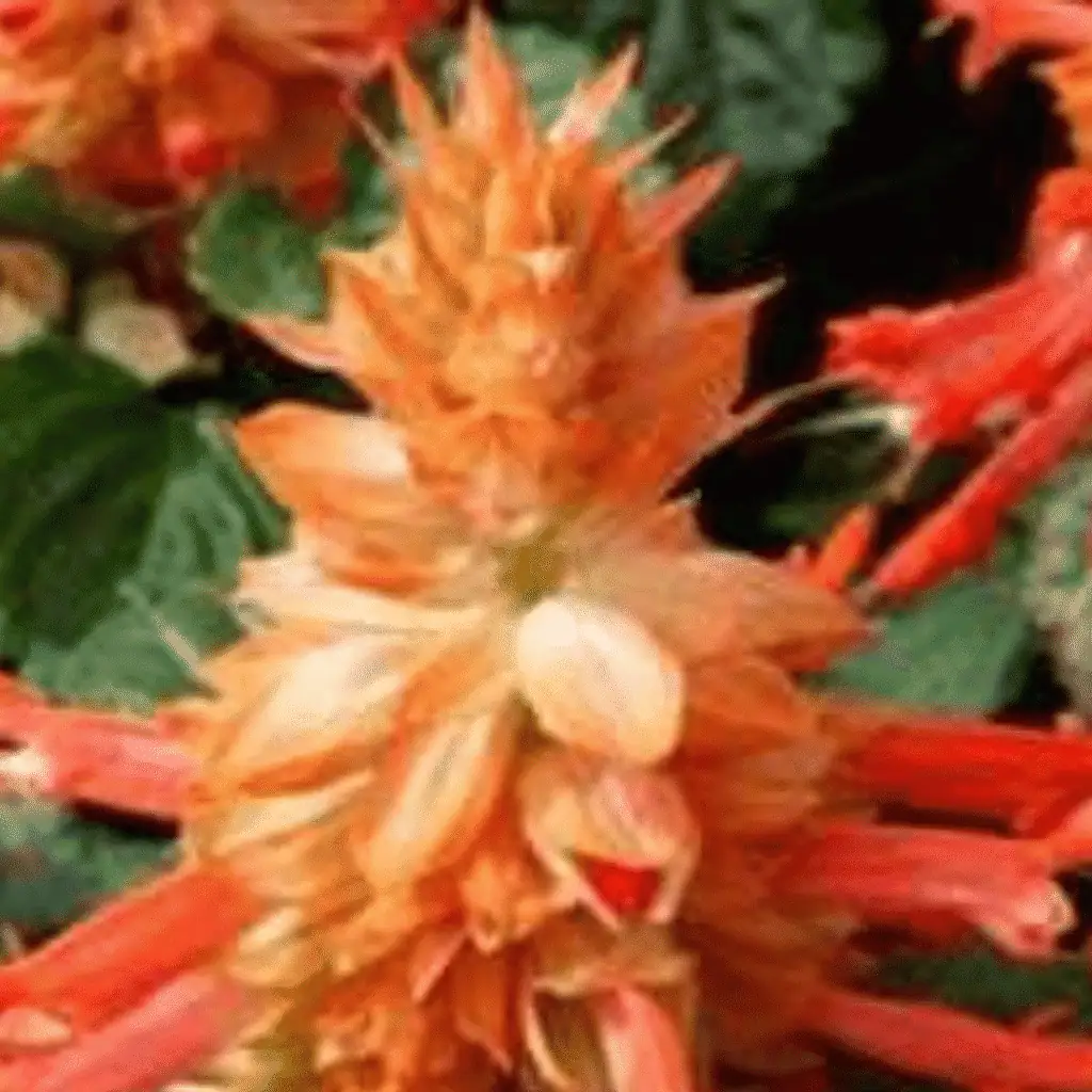 salvia sancho SALMON