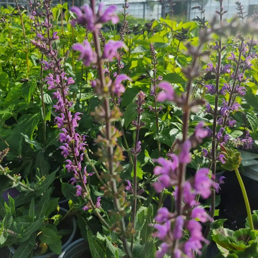 a group of purple flowers
