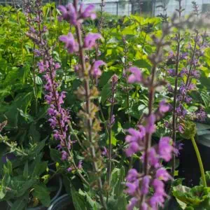 a group of purple flowers