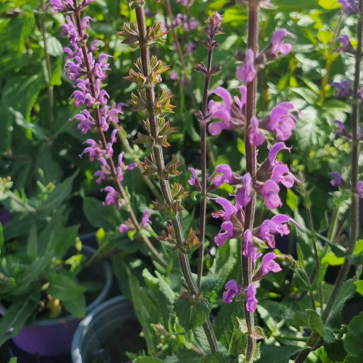 Salvia x sylvestris 'Serenade' | Middleton Nurseries