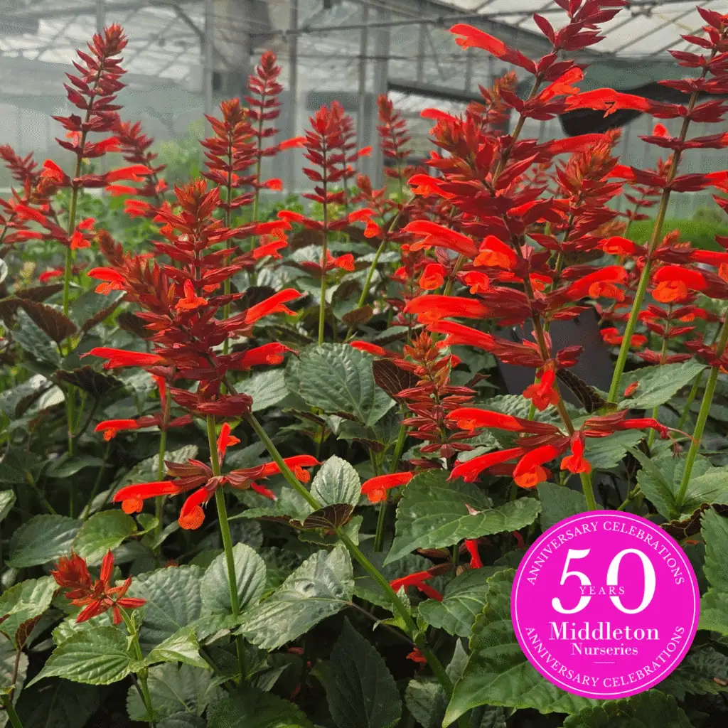 Salvia Tropicolor Carmine 1