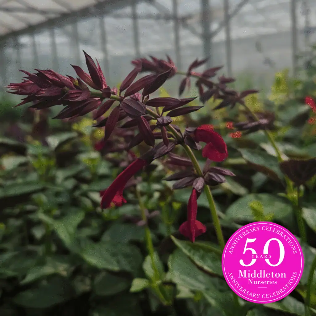 Salvia Tropicolor Claret 1