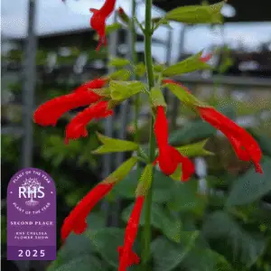 Salvia Tropicolor Sunrise flowering in the garden — Middleton Nurseries