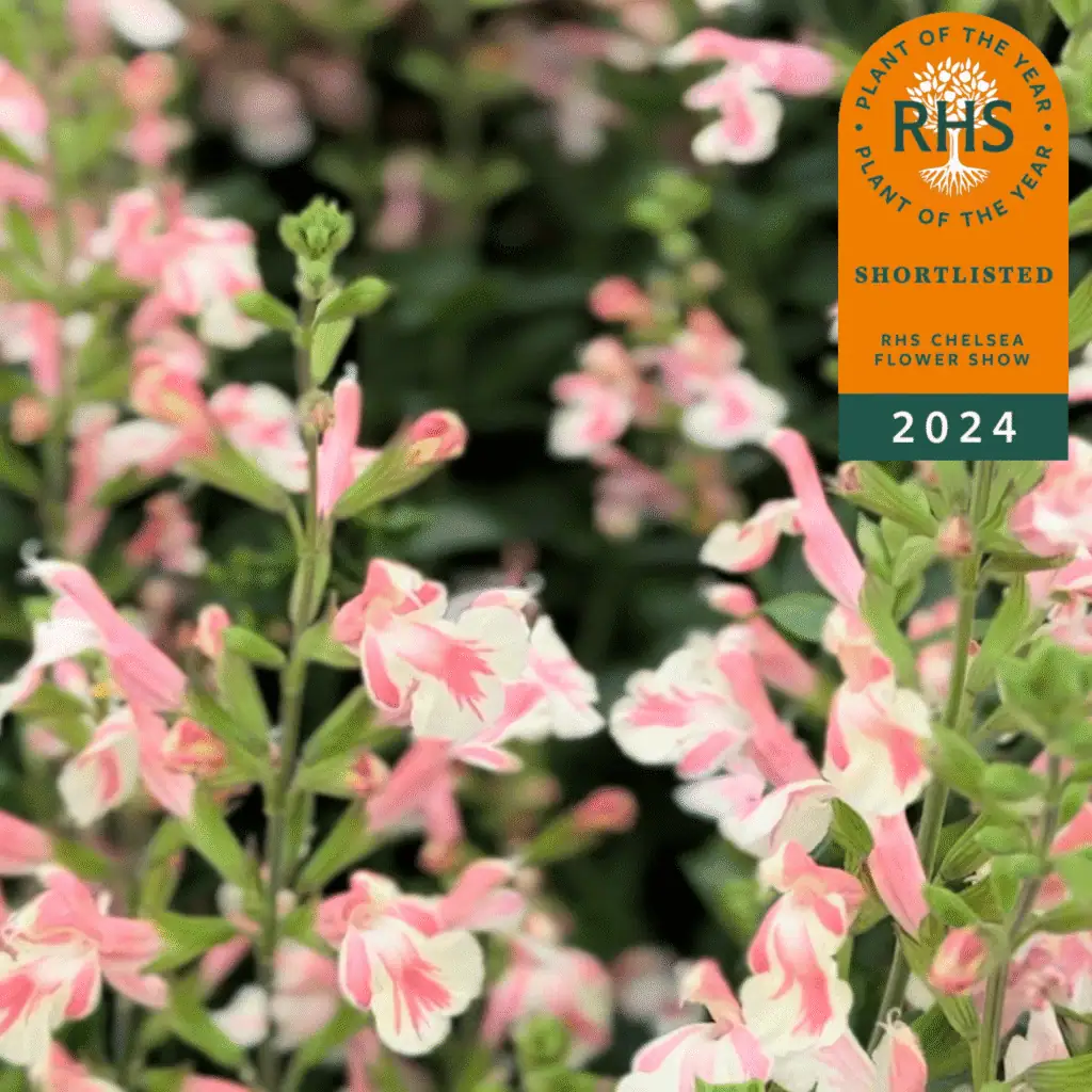 close-up of Salvia x jamensis ‘Belle de Loire’ orange and yellow blooms in full sun