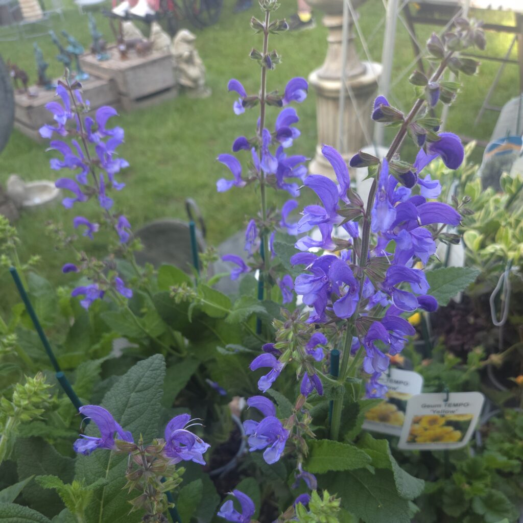 Salvia ‘Big Sky’ flowering in the garden — Middleton Nurseries