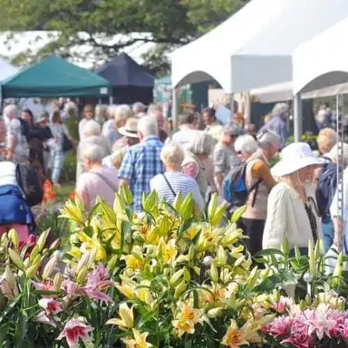 Show Dates 11 Autumn Harrogate Flower Show.jpg plant ready for delivery — Middleton Nurseries