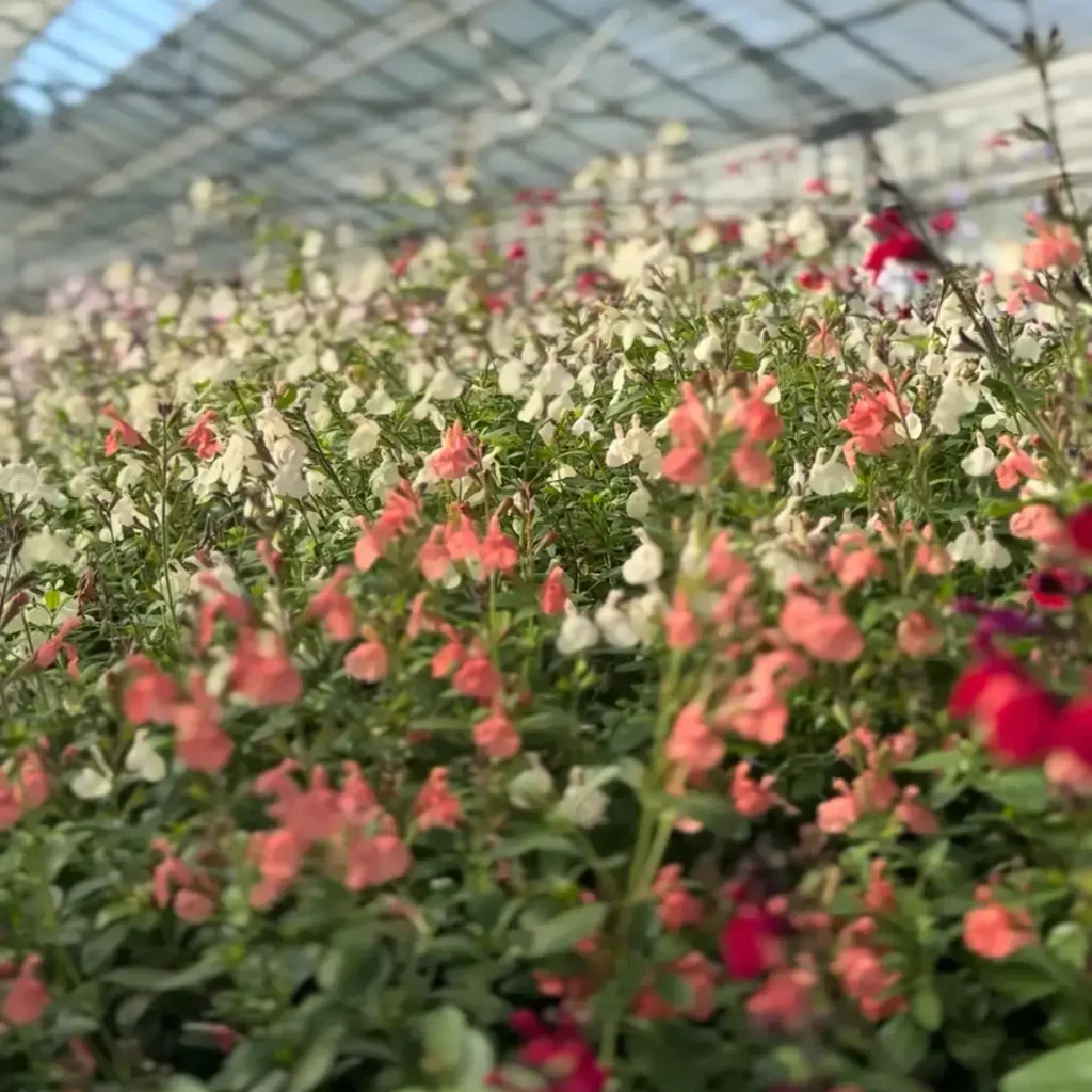 IMG 8085 e1765986702987