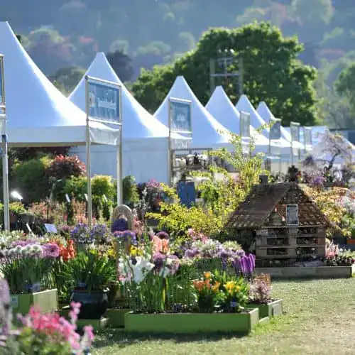 Show Dates 12 Malvern autumn show.jpg growing in a garden border — Middleton Nurseries, Staffordshire