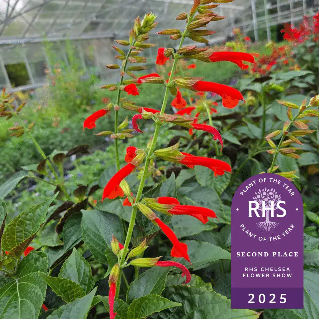 Salvia Tropicolor Sunrise