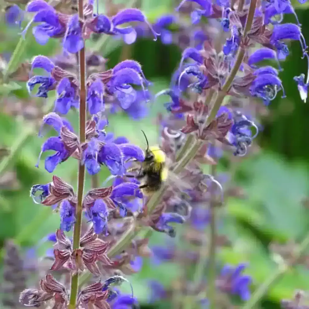 Salvia × sylvestris ‘Purple Spring 3 scaled 1