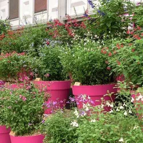 Show Dates 4 salvia middleton nurseries 1 e1728827454663.jpg plant ready for delivery — Middleton Nurseries