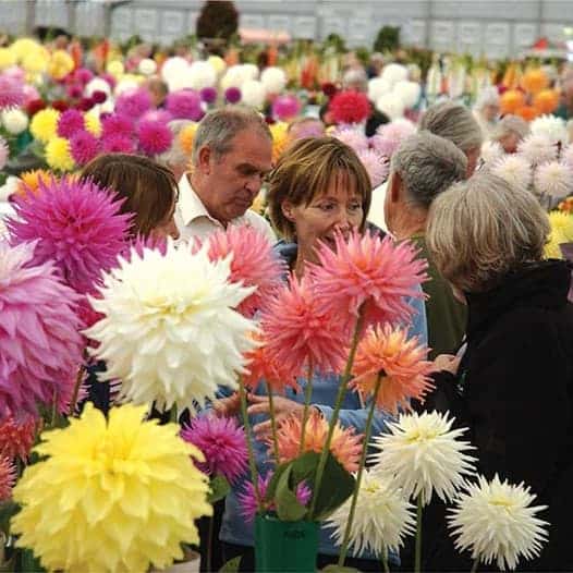 Show Dates 1 show dates page.jpg flowering in the garden — Middleton Nurseries