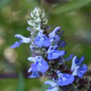 Salvia Uliginosa Chiel 1 1