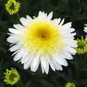 Yellow and white daisy flower at Middleton Nurseries, perfect for gardens.