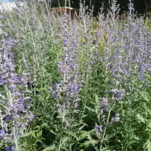 Lavender plants in Middleton Nurseries outdoor garden, vibrant purple flowers and green foliage, perfect for landscaping or garden décor.