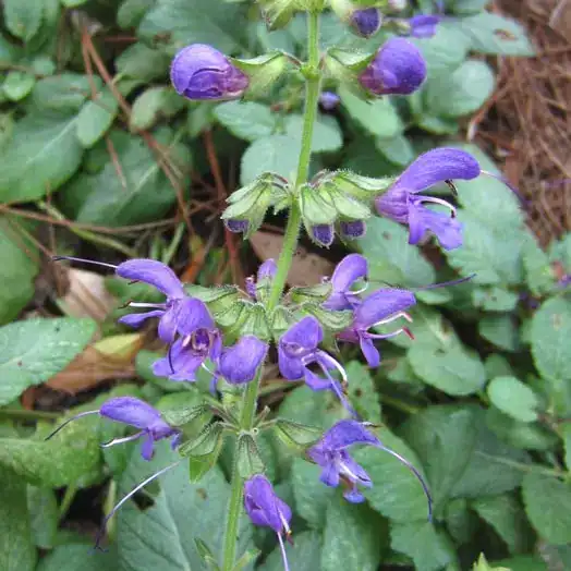 Buy Salvia Red-Root Sage ‘Miltiorrhiza’ – UK Grown - Middleton Nurseries