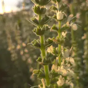Green herb with small white flowers at Middleton Nurseries, lush garden plant, sunny outdoor setting, organic gardening, fresh foliage.