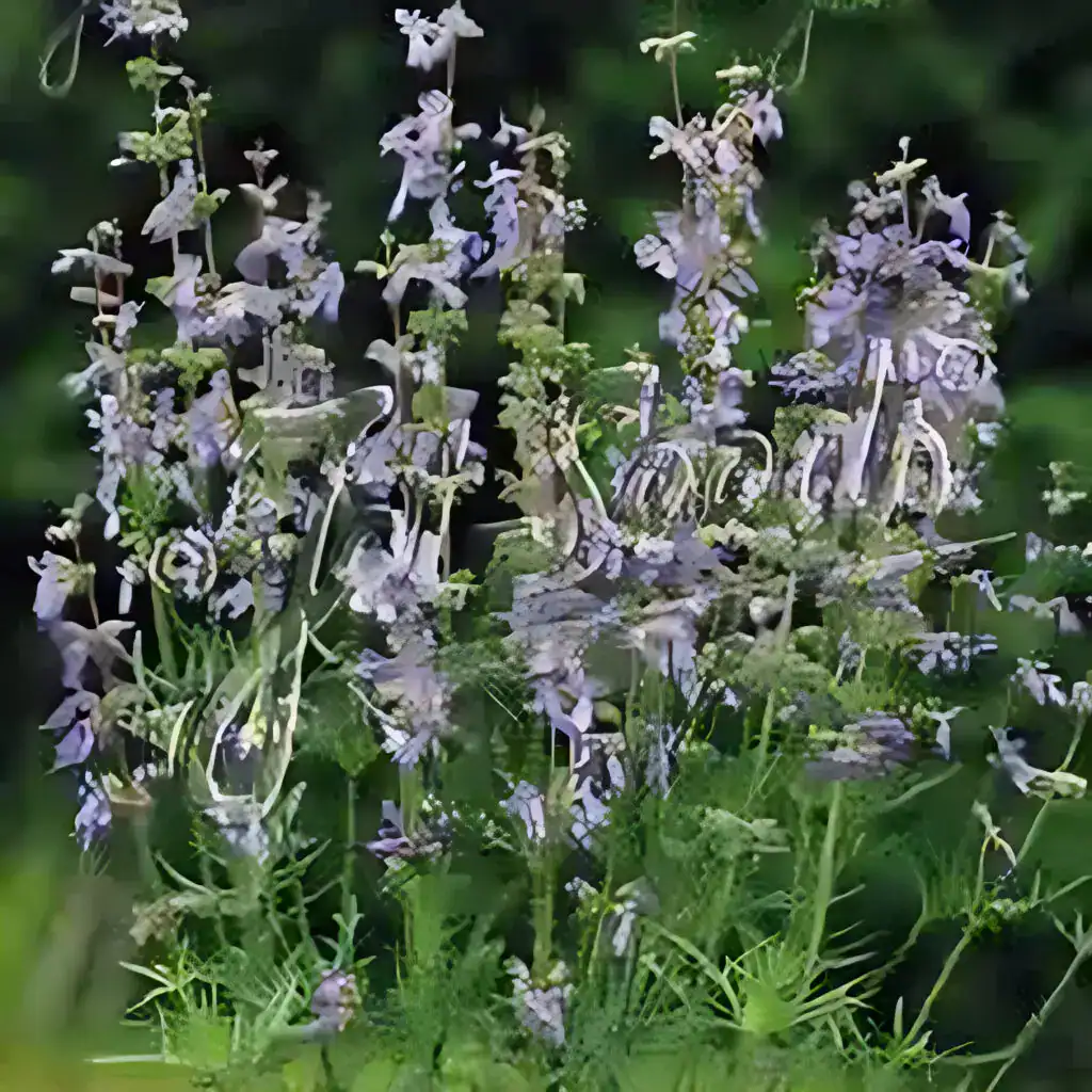 Salvia jurisicii ‘Juris Sky Blue