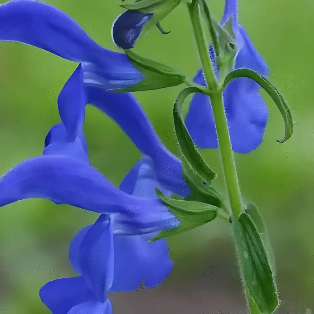 Salvia patens ‘Blue Angel