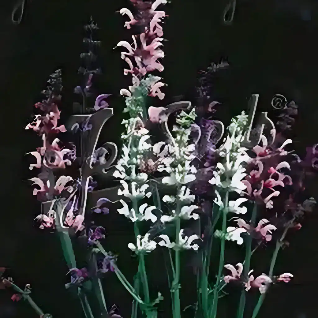 Salvia pratensis ‘Meadow Ballet Blend