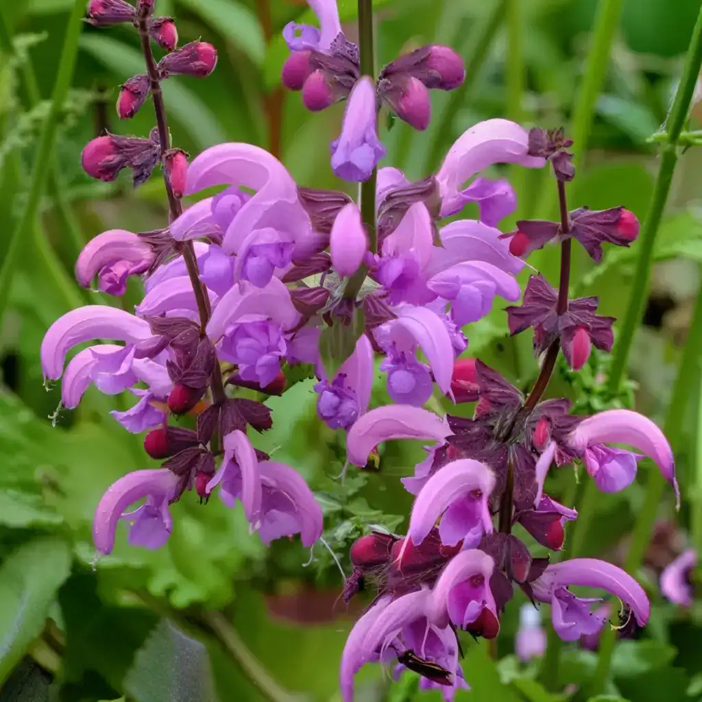 Salvia pratensis ‘Sweet Esmeralda imgupscaler.ai v1Fast 2K