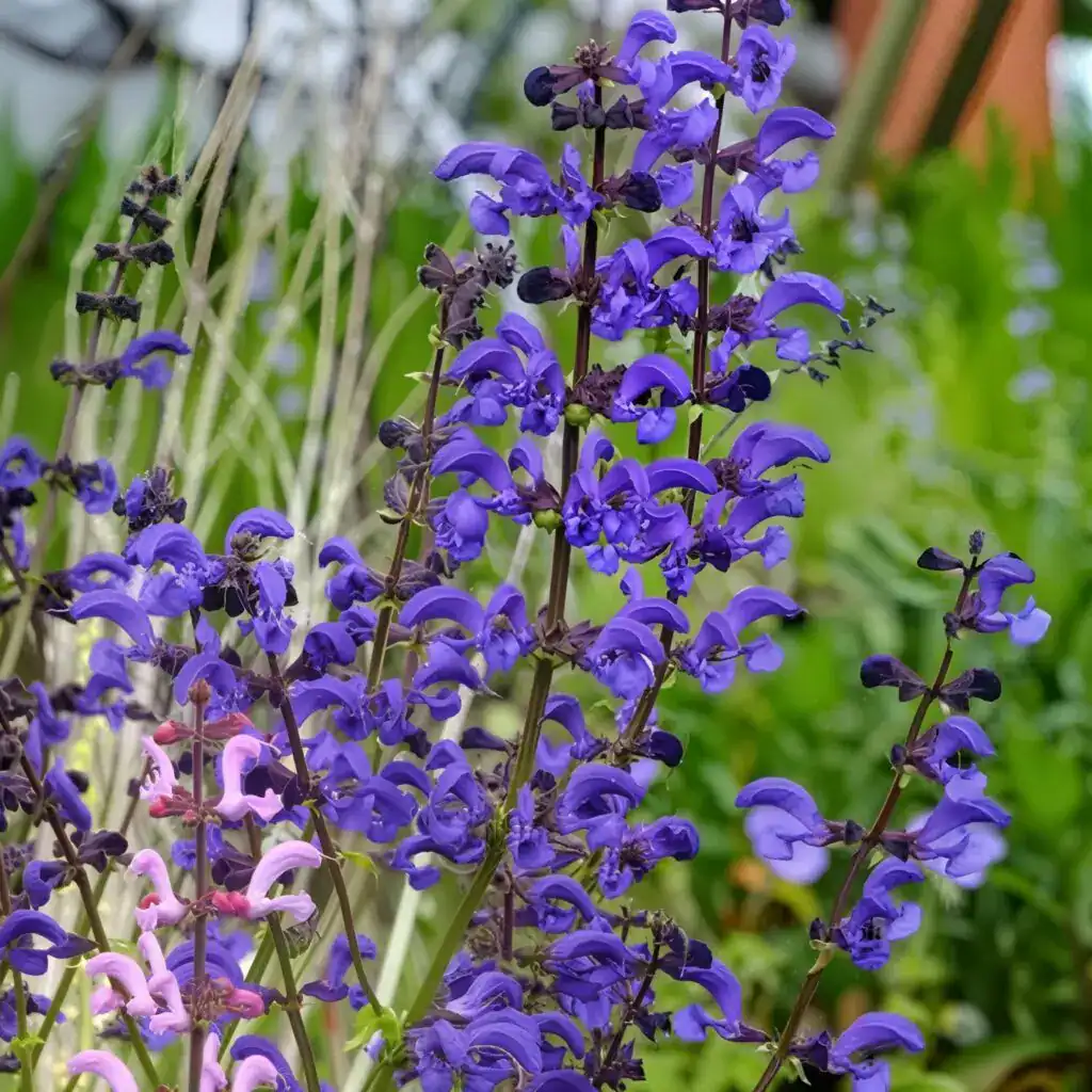 Salvia pratensis ‘Twilight Serenade imgupscaler.ai v1Fast 2K