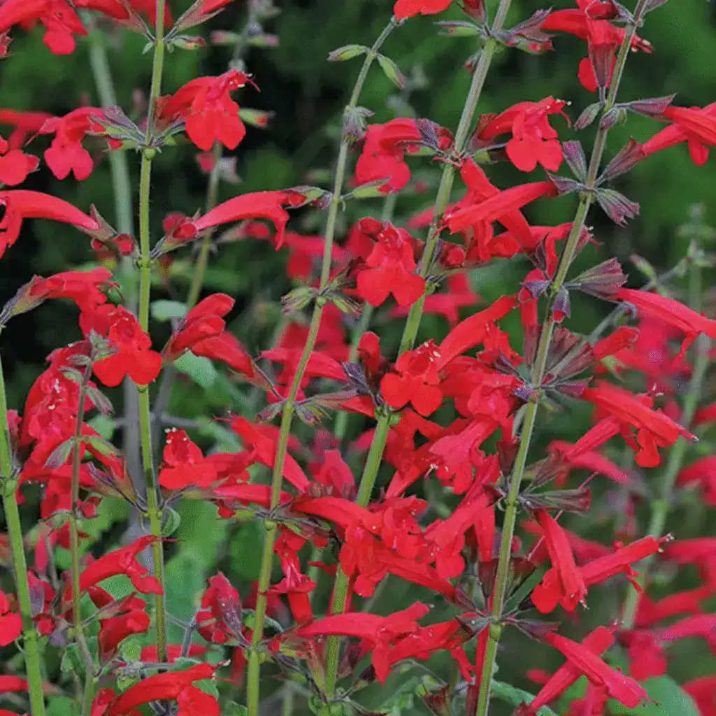 Salvia roemeriana ‘Arriba