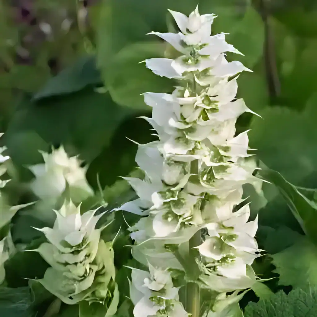 Salvia sclarea var. turkestanica ‘Vatican White scaled e1761391570434