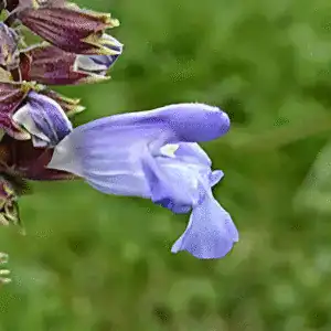Purple flowering plant at Middleton Nurseries, vibrant garden nursery, beautiful garden plants, seasonal flowers, nursery gardening supplies.